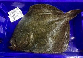 turbot