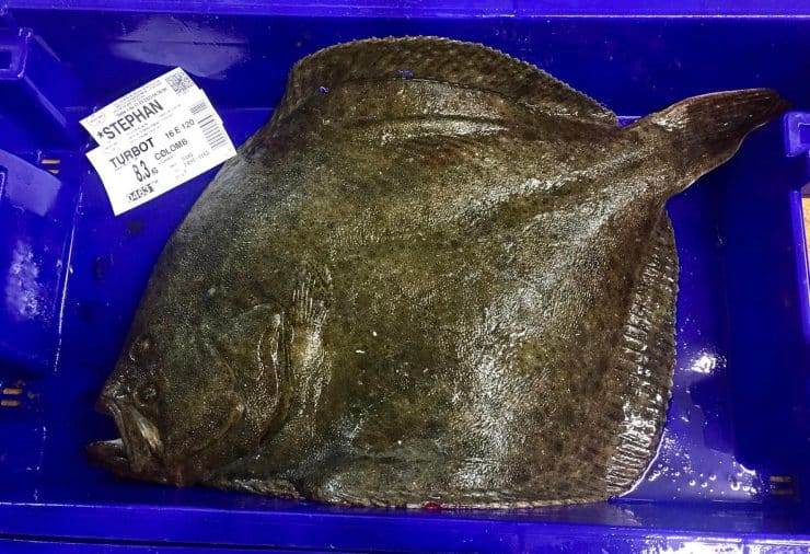 turbot