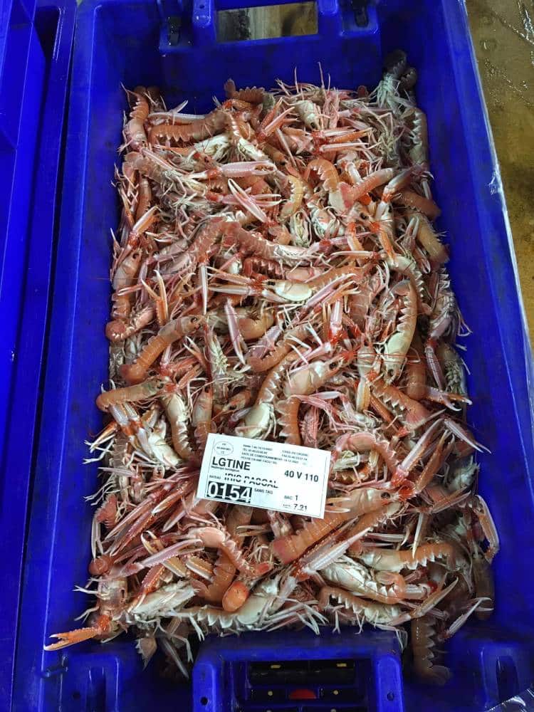 Les langoustines