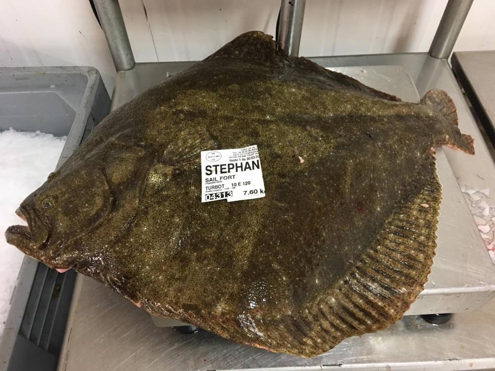 Le turbot